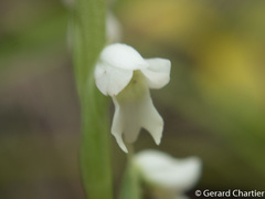 Peristylus lacertiferus