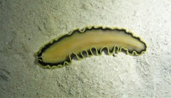 Pseudoceros jebborum