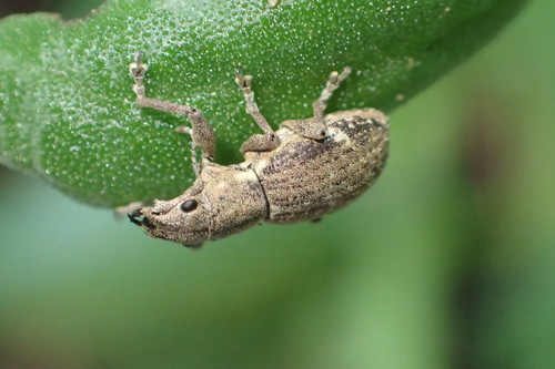 Fuller's rose weevil