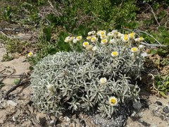 Achyranthemum argenteum