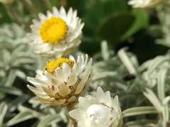 Achyranthemum argenteum
