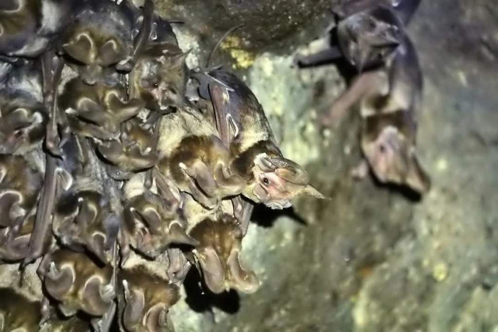 Harrison's Giant Mastiff Bat