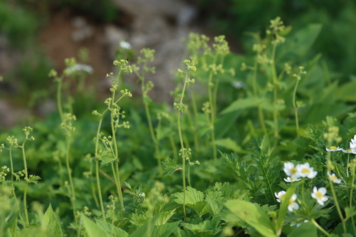 Boykinia lycoctonifolia iNat (1)