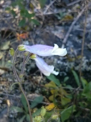 Penstemon hirsutus