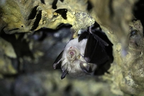 Hildebrandt's Horseshoe Bat
