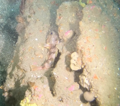 Helicolenus percoides