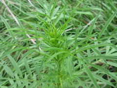 Tagetes minuta