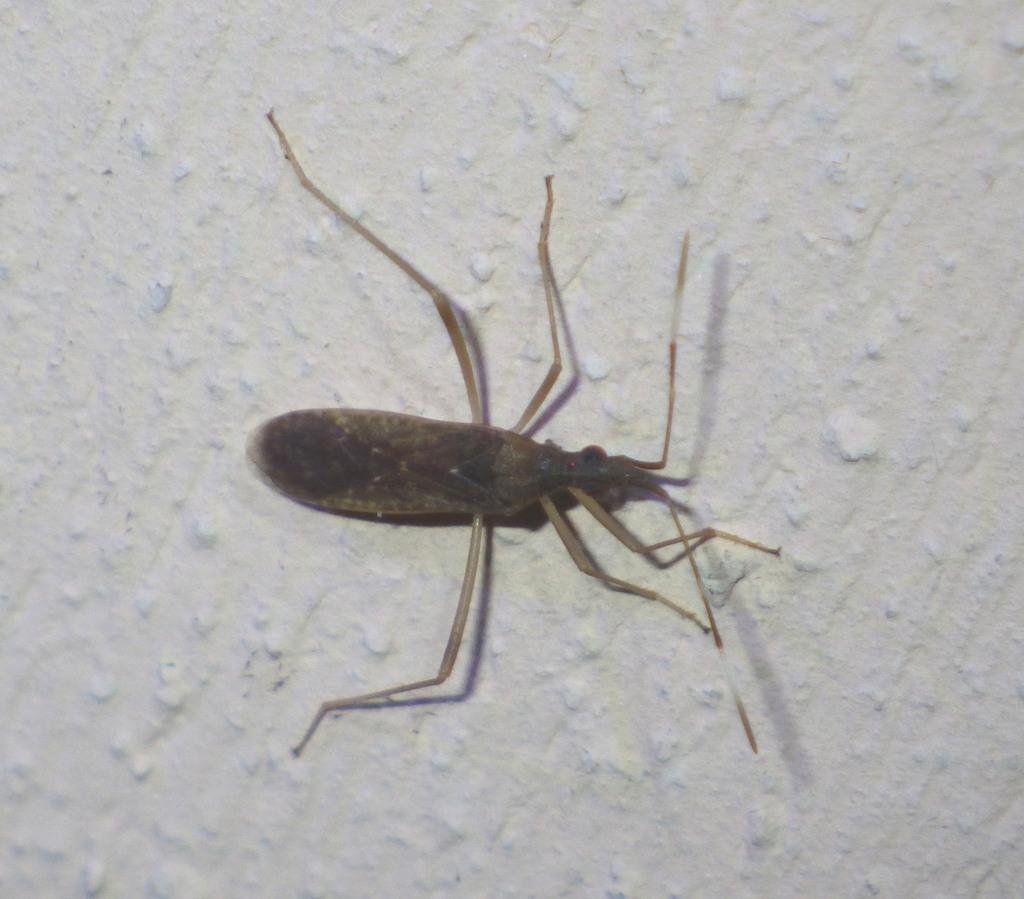 Dicranocephalus insularis