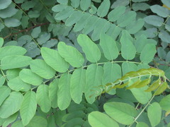 Robinia margarettae