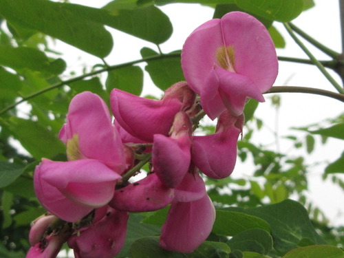Robinia X margaretta