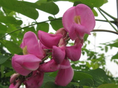 Robinia margarettae