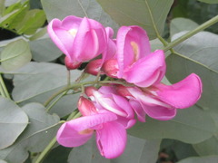 Robinia margarettae
