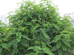 Robinia margarettae