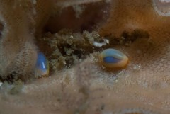 Gibberula dulcis