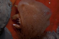 Pseudodromia rotunda