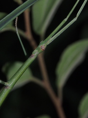 Ramulus rotundus