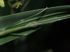 Ramulus rotundus