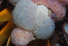 Pseudodromia rotunda