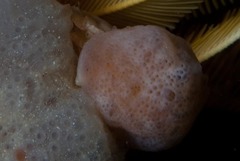 Pseudodromia rotunda