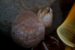 Pseudodromia rotunda