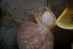 Pseudodromia rotunda