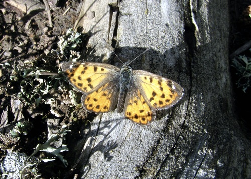 Polycaena tamerlana