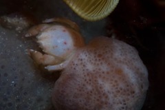 Pseudodromia rotunda