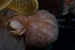 Pseudodromia rotunda