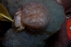 Pseudodromia rotunda