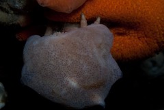 Pseudodromia rotunda