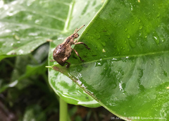 Episomus chinensis