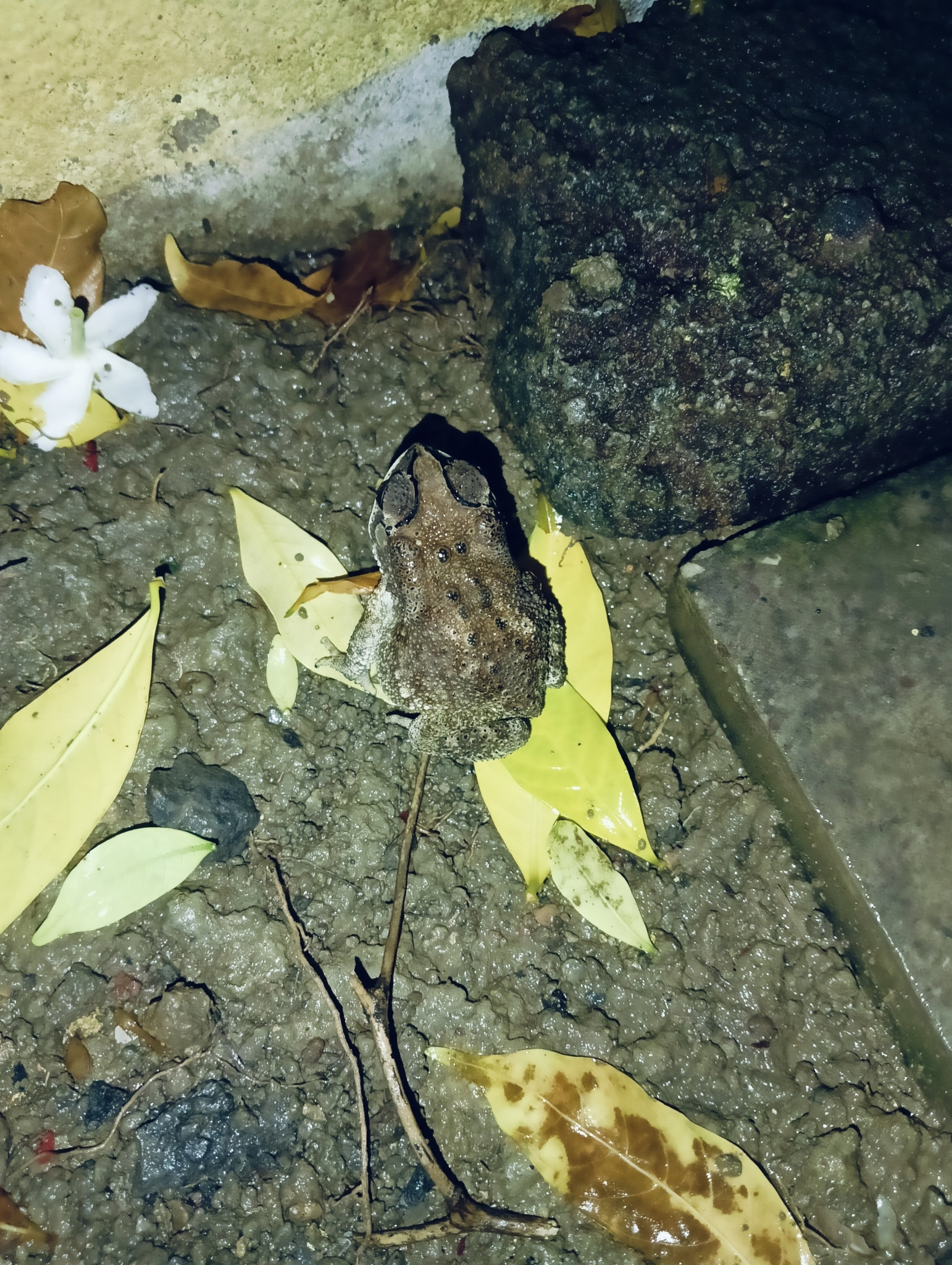 Indian Common True Toad