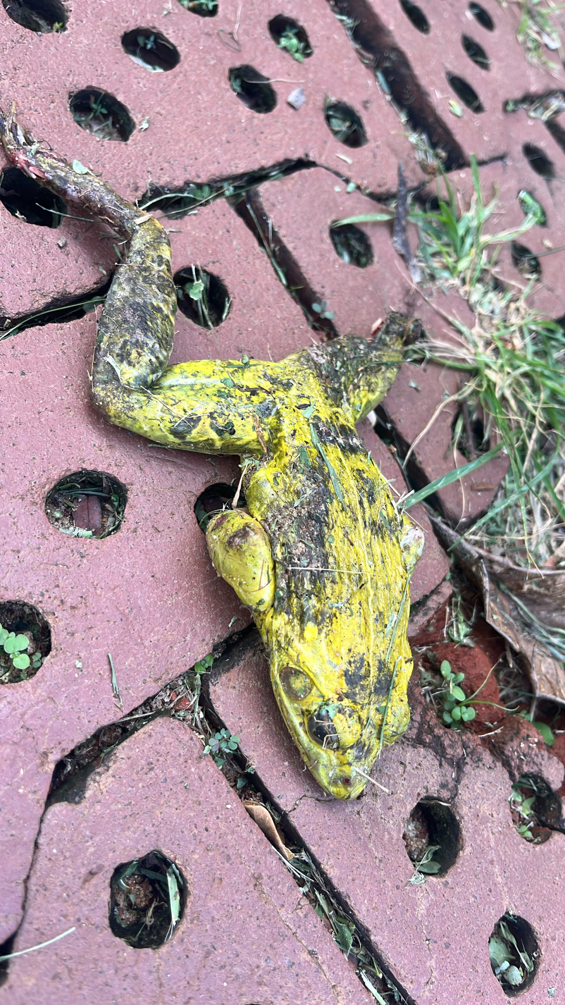 Indian Bull Frog