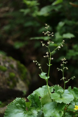 Saxifraga japonica iNat (1)