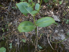 Hylotelephium maximum maximum