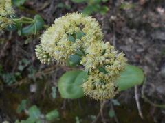 Hylotelephium maximum maximum