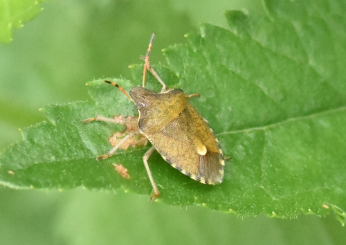 Vernal Shield Bug, Groesbeek, Nederland, photo 8 of 10