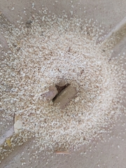 Monomorium pharaonis