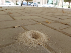 Monomorium pharaonis