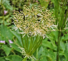 Ligusticopsis wallichiana