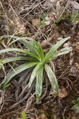 Celmisia graminifolia