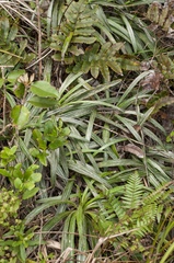 Celmisia graminifolia