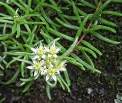 Rhodiola sinuata