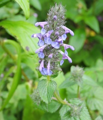 Nepeta laevigata