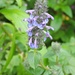 Nepeta laevigata - Photo (c) Subhajit Roy, some rights reserved (CC BY-NC-ND), uploaded by Subhajit Roy