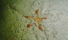 Astropecten andersoni