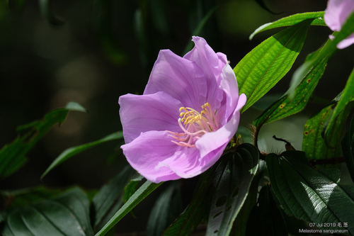 Melastoma sanguineum Sims