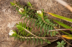 Pimelea acra