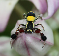 Stegodyphus tibialis