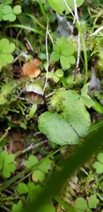 Corybas trilobus